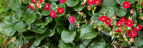 Jahodník 'Summer Breeze Rose'