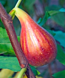 Severský fíkovník 'Peretta'