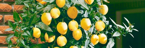 Pepino Gold - Visící melouny