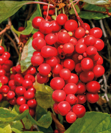 Schisandra