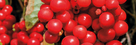 Schisandra