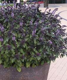 Keříčková bazalka