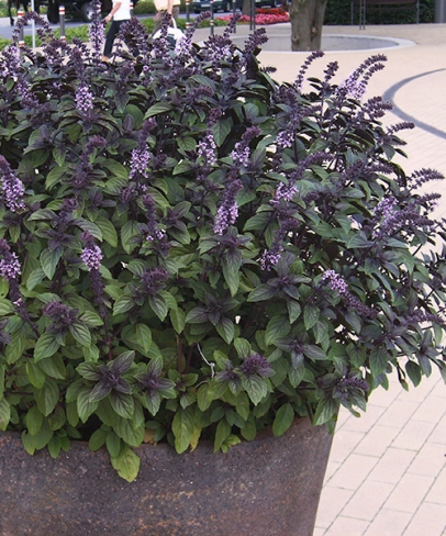 Keříčková bazalka
