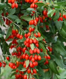Goji 'Sweet Lifeberry'