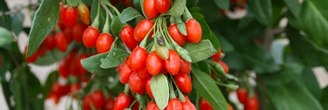 Goji 'Sweet Lifeberry'
