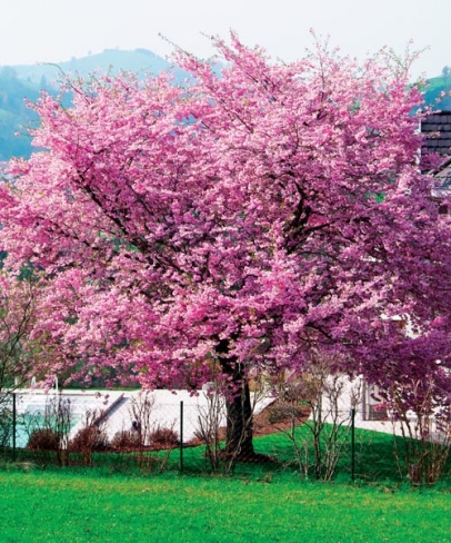 Třešeň - Sakura - stromek
