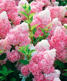 Latnatá hortenzie 'Vanille-Fraise'