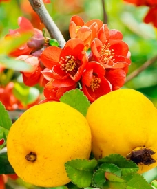 Kdoulovec 'Cido®' - severský citron