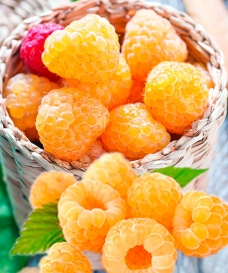 Maliník 'Golden Everest®'