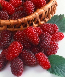 Malinoostružina - Tayberry 'Buckingham'