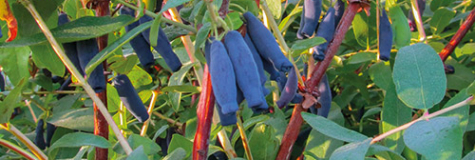 Kamčatská borůvka® 'Blue King'