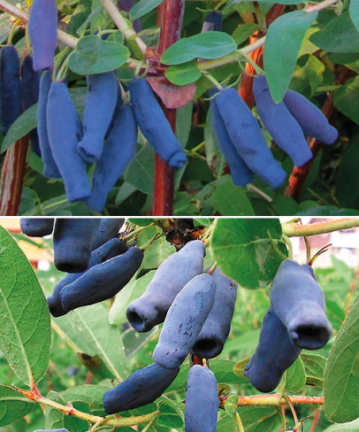 Kam. borůvka 1 Blaue Triumph + 1 Blue King