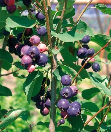 Muchovník ze Saskatoonu 'Aroma'