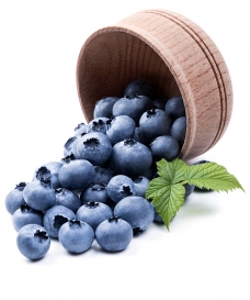 Borůvka 'Early Blue'
