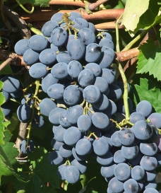 Vinná réva 'Moldova'