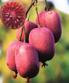 Kiwi Ken´s Red - samičí rostlina