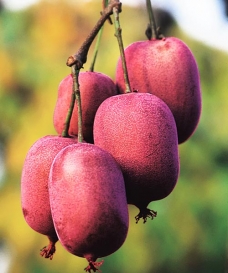 Kiwi 'Ken´s Red'