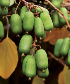 Kiwi 'Jumbo' (1 pár: samčí + samičí rostlina)