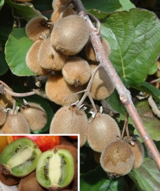 Kiwi 'Solissimo'