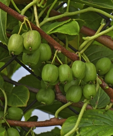Viti-Kiwi®™