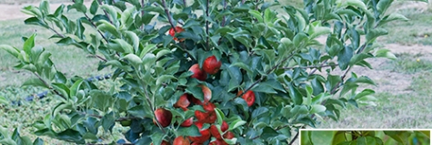Jabloň Garden Sun Red®
