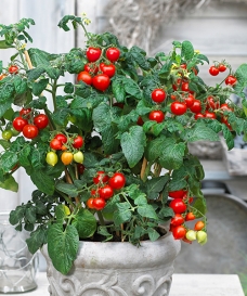 Cherry rajče 'Heartbreakers®'