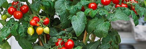 Cherry rajče 'Heartbreakers®'