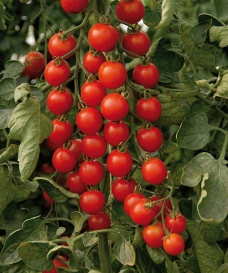 Cherry rajčátka Pepe