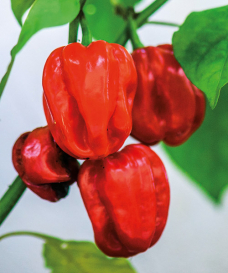 Chilli  Habanero