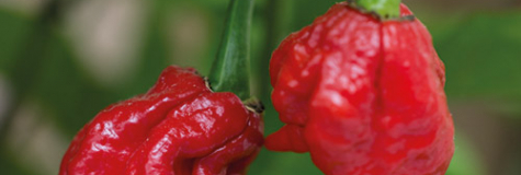 Chilli Carolina Reaper