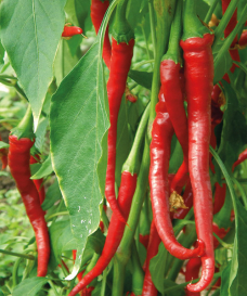 Chilli Elephant Trunk