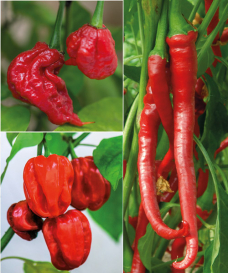 1 Elephant Trunk+1 Carolina Reaper+1Habanero 