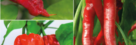 1 Elephant Trunk+1 Carolina Reaper+1Habanero 