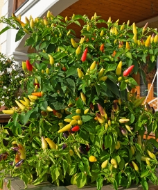 Chilli Pequin Fire